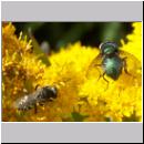 Oxybelus uniglumis - Weissfleckige Fliegenspiesswespe 03 7mm - Sandgrube Niedringhaussee.jpg